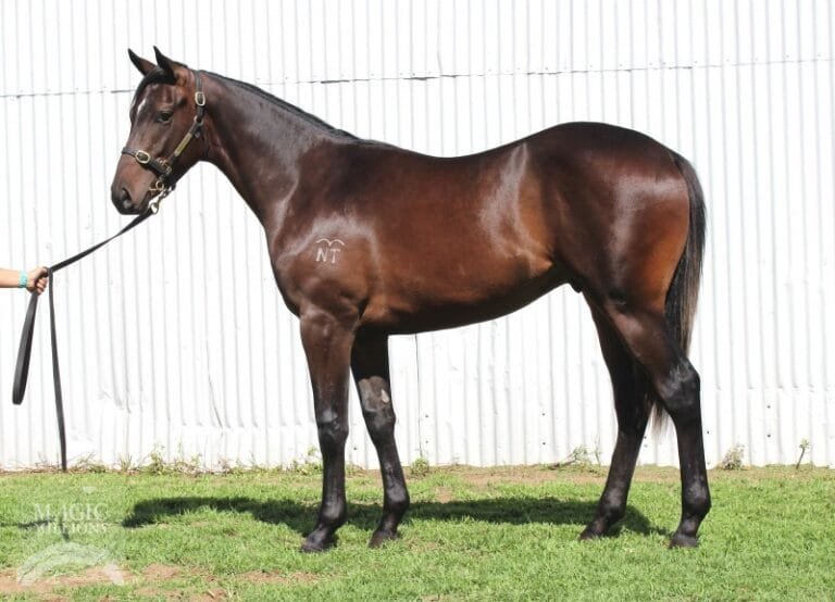 Balearic Horse: A Rare and Resilient Spanish Breed