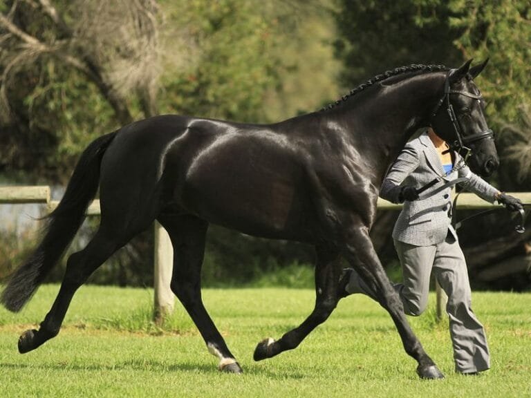 "Austrian Warmblood Horse": A Refined and Versatile Breed