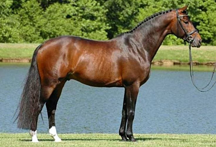 Bavarian Warmblood: A Versatile and Athletic Horse Breed for Equestrian Excellence