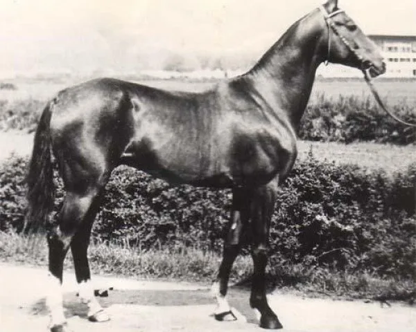 Abaga horse : unique breed that originates from the mountainous regions of central Asia, specifically in Kazakhstan.