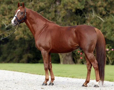 Anglo-Arabian horse is a unique and versatile breed known for its combination of Arabian elegance