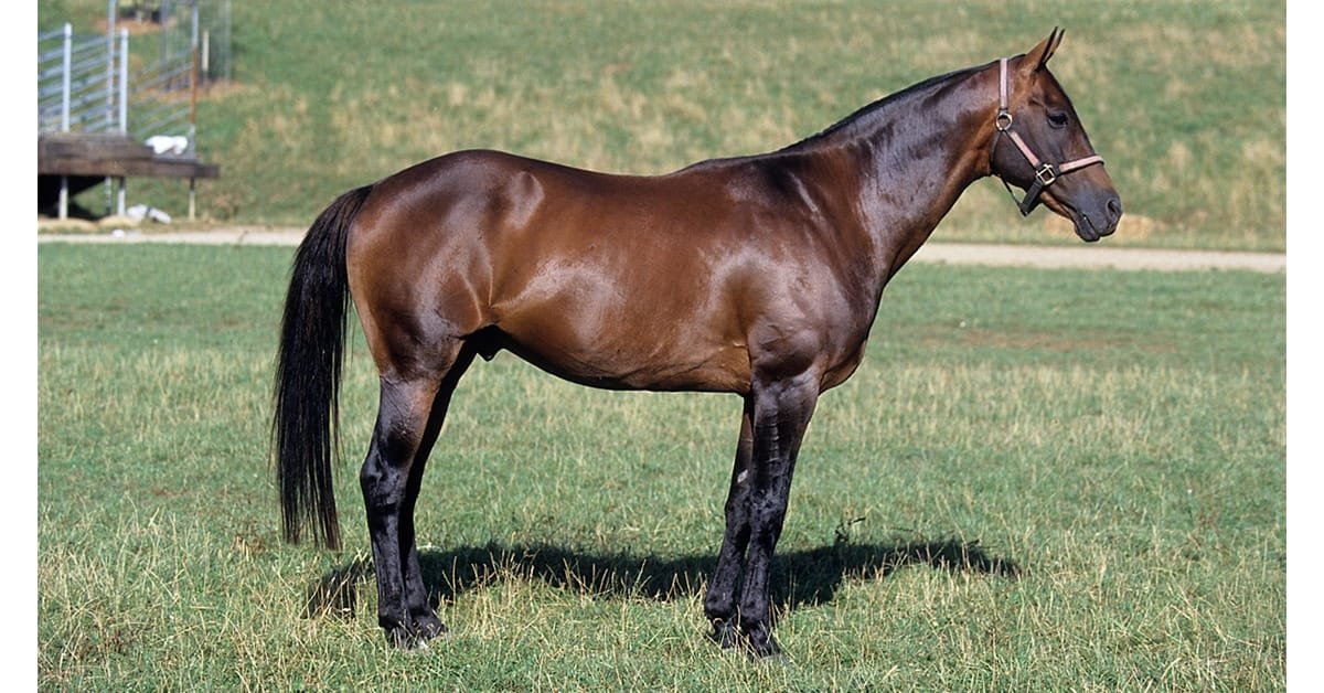 Australian Stock Horse: A Breed Built for Tough Work