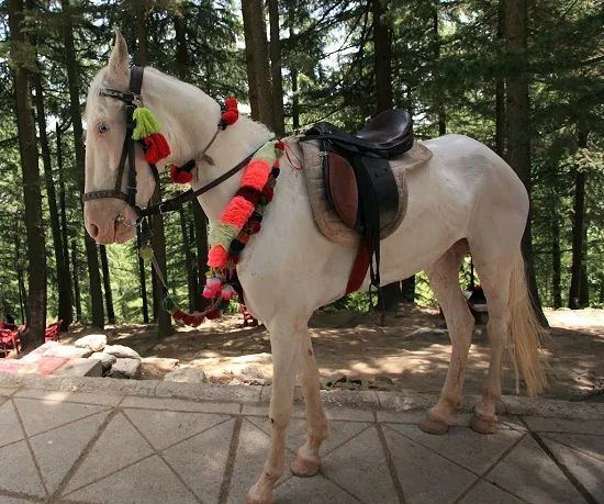 Baluchi Horse: A Resilient and Agile Breed of Iran country