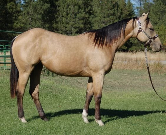 Blazer Horse : distinctive and agile breed known for its speed, stamina, and excellent temperament.