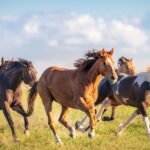 Amazing Running Horses: Five Horses Known for Their Speed and Agility