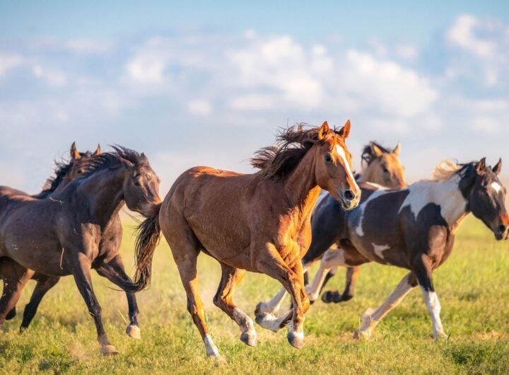 Amazing Running Horses: Five Horses Known for Their Speed and Agility