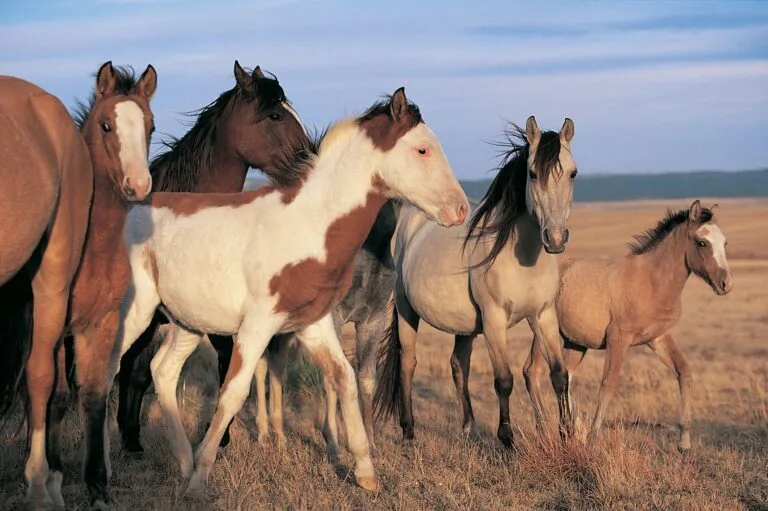 10 Spanish Horse Breeds:Spain is home to several remarkable horse breeds