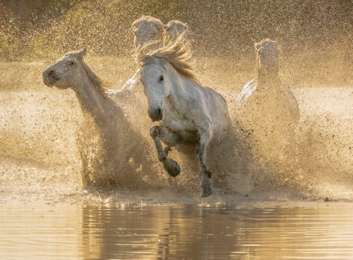 5 Rarest Horse Breeds from France