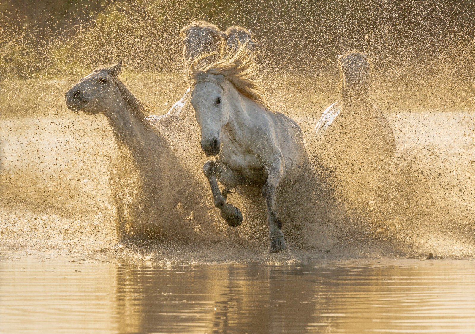 5 Rarest Horse Breeds from France