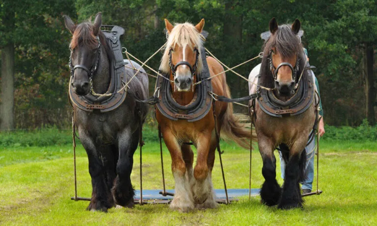 Heavy Breeds of Horses: Strong and Majestic Animals