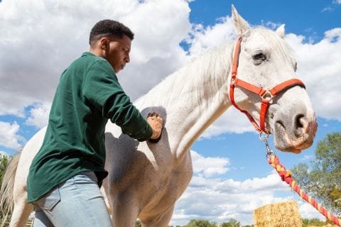 How to Maintain a Healthy Coat on Your Horse