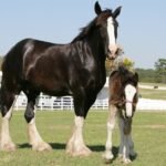 5 Unique Facts About Shire Horses