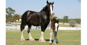 5 Unique Facts About Shire Horses