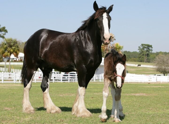 5 Unique Facts About Shire Horses