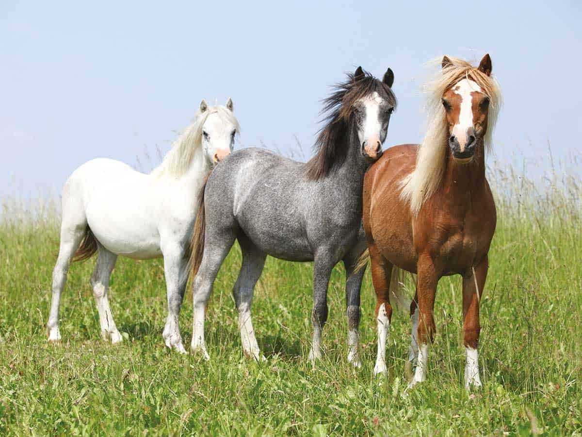 Top 5 Most Popular Horse Breeds Around the World