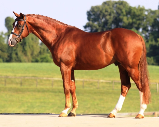 Brandenburger Horse: Elegant, Strong, and Versatile German Breed