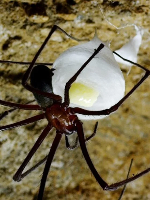 8 Animals that are naturally blind