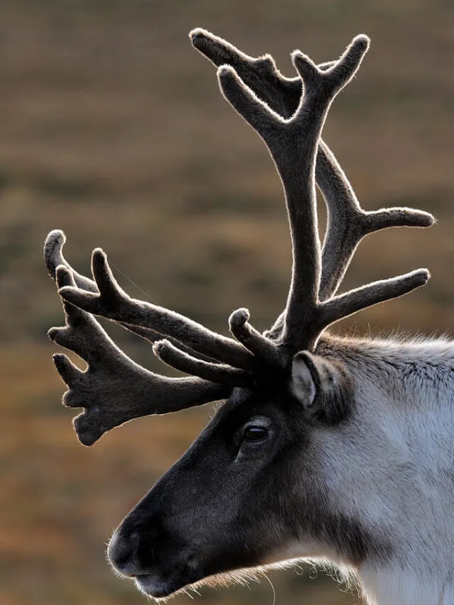 Why Do Animals Shed Their Antlers?