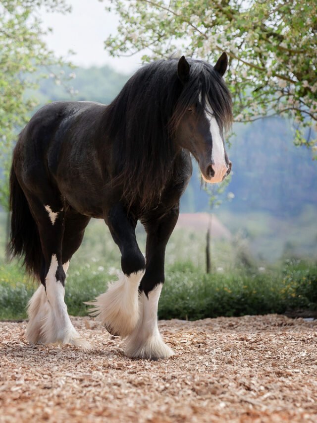 5 Biggest Horse Breeds of the World