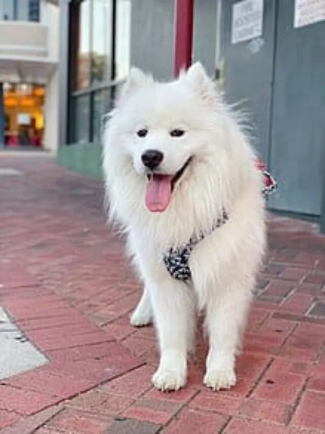 8 popular dog breed suitable for cold climate