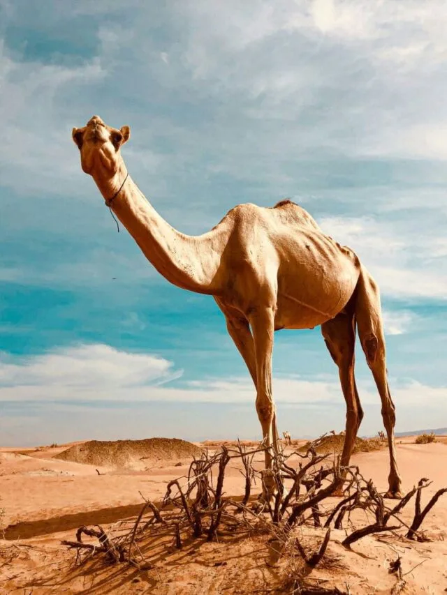 8 animals that are well-adapted to survive in desert environment
