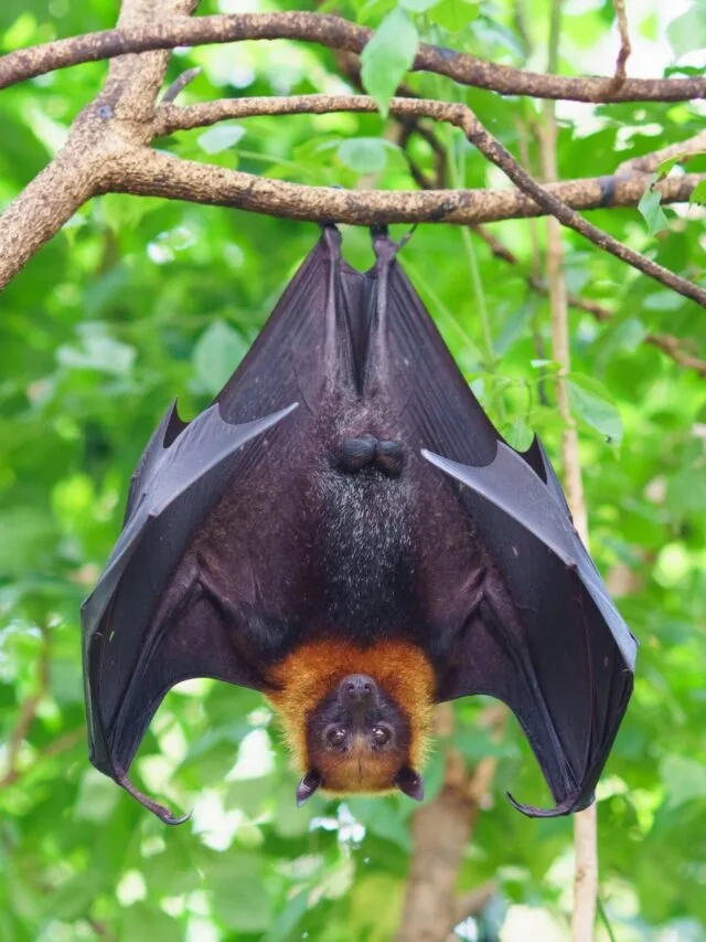 8 animals that live in mud and the unique ways they help our ecosystem