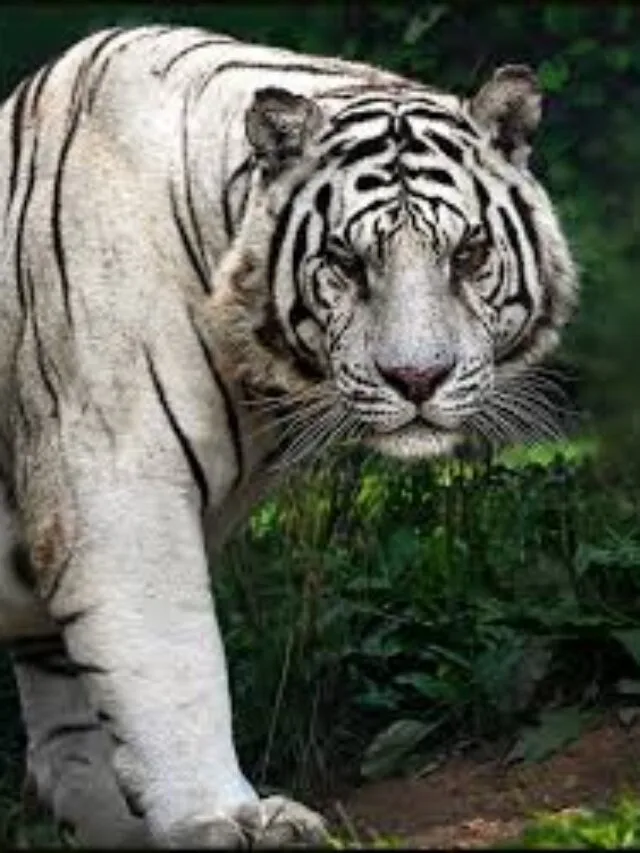 8 Most Expensive Animals in the World
