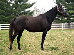 Andravida horse is a rare and ancient breed from Greece, specifically from the western part of the country.