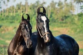 The Cheapest Horse Breed in India in 2024