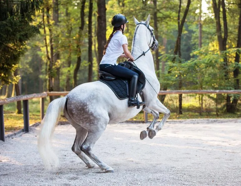 Why Your Horse’s Good Behavior Goes Bad?