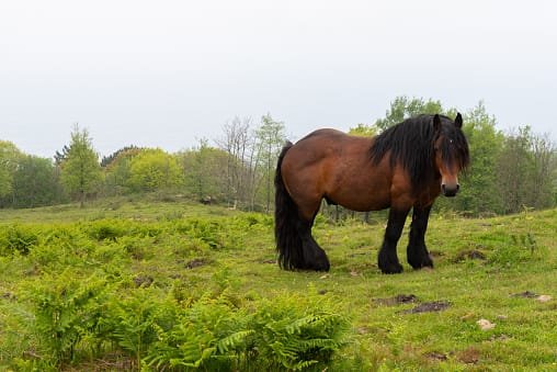 Basque Mountain Horse: A Resilient and Versatile Breed of the Basque Country