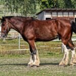 5 Biggest Horse Breeds of the World