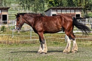 5 Biggest Horse Breeds of the World