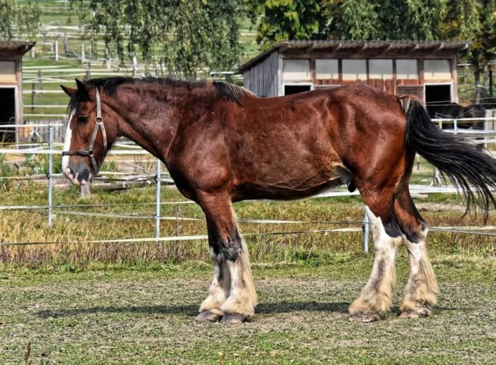 5 Biggest Horse Breeds of the World