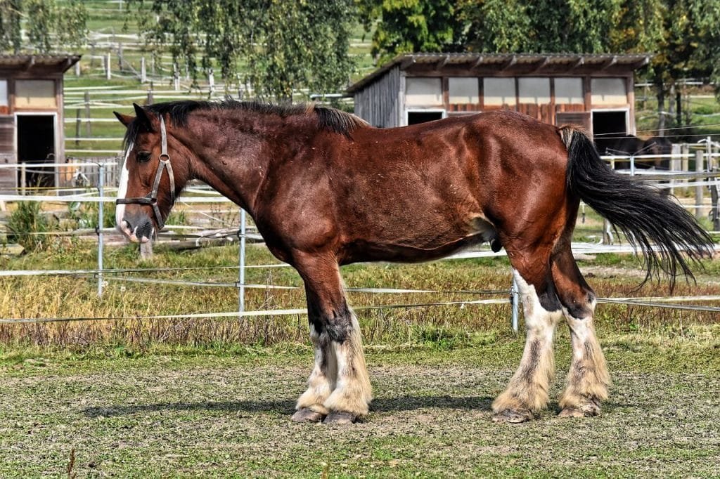 5 Biggest Horse Breeds of the World