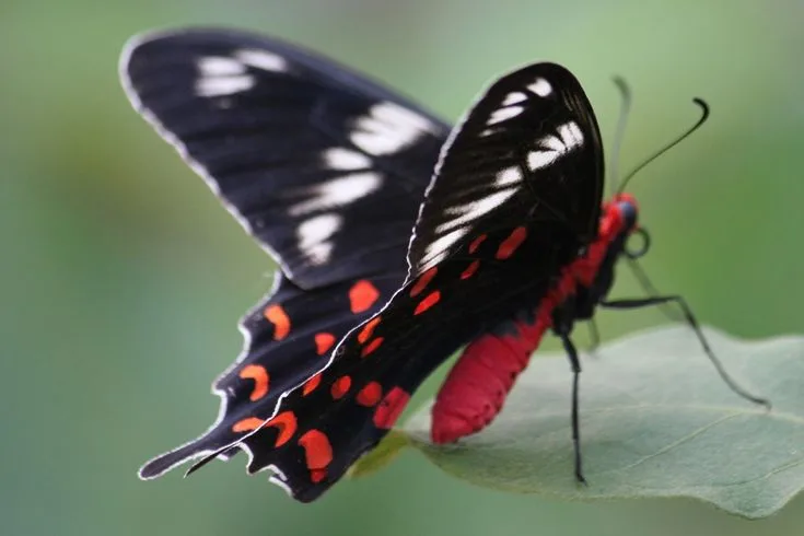 10 Beautiful Animals That Are Red in Color