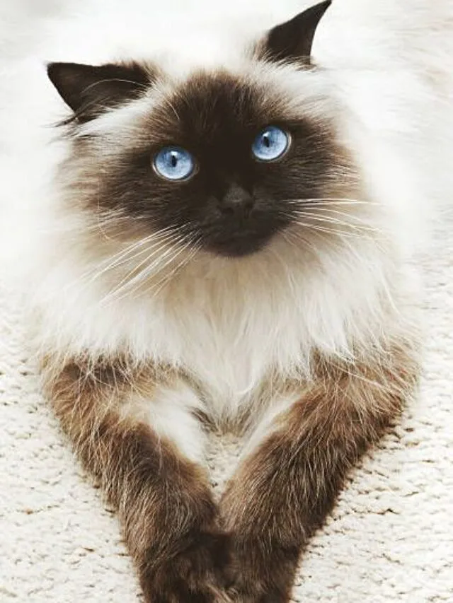 8 cat breeds that are known for having blue eyes