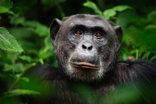 Insecure Ruthless Animals 8 Unfaithful Animals That Have No Loyalty