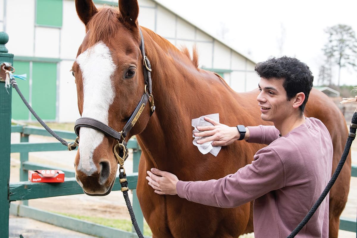 Horse Care Essentials ;Daily routines that keep your horse happy ...