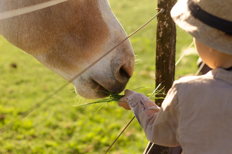 Hand-Feeding Horses: The Right Way to Connect, Reward & Nourish Safely