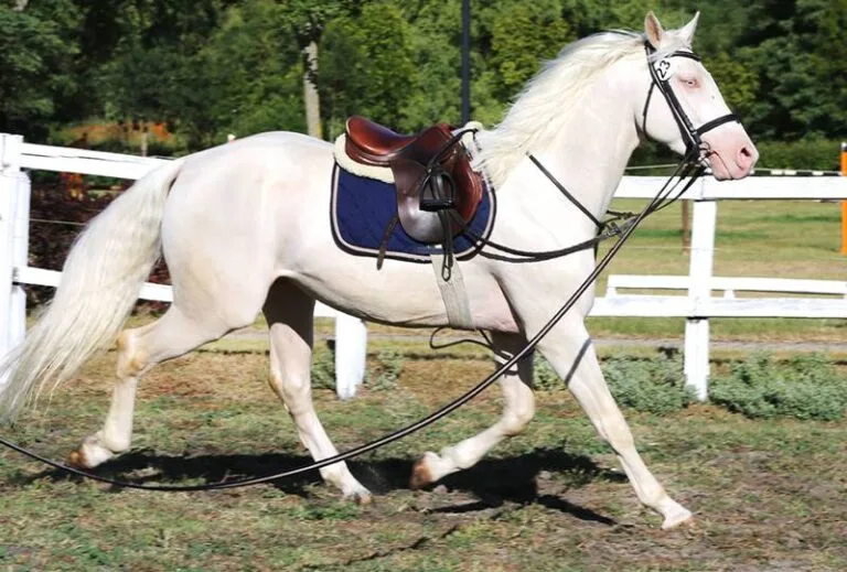 The Truth About "Albino Horse": Are horses really albino? Know the full details of Genetics and Coat Colors