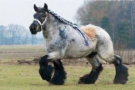 Ardennes Horse – Europe's Historic and Powerful Draft Horse