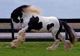 Powerful horses with a cold temperament: Complete information about Cold Blood Horse Breeds