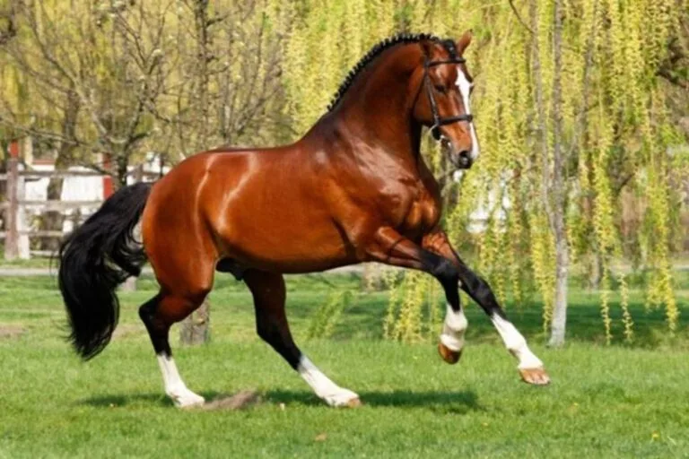 Holsteiner Horse – One of the top sport horse breeds in the world