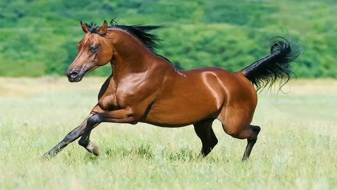Hot Blood Horse Breeds: Fast, smart and beautiful horses like sports cars of the horse world