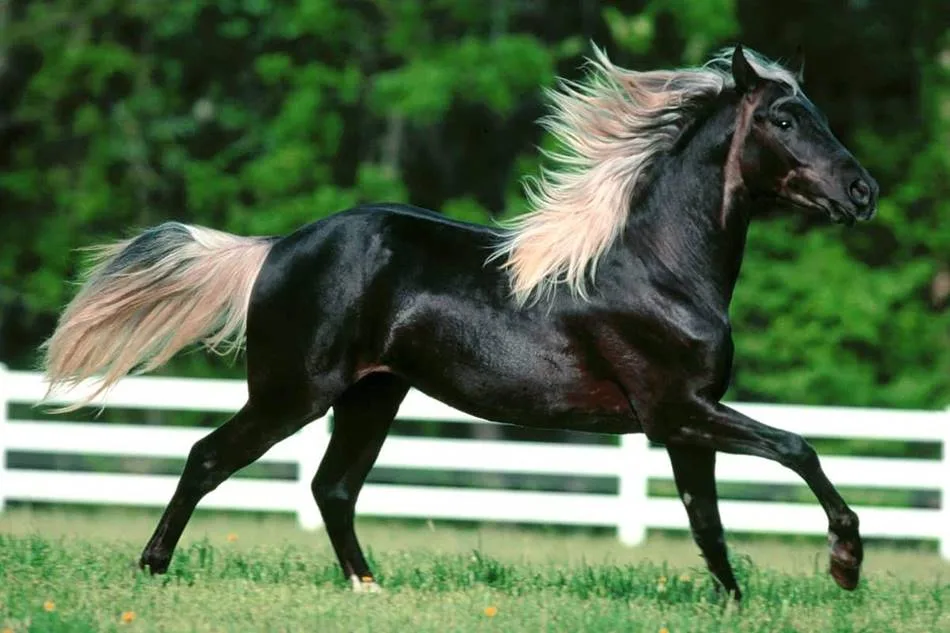 Rocky Mountain Horse An example of calm nature and beauty