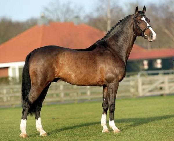 Warmblood horses: The real champions of the sports world | Know their strengths and specialties