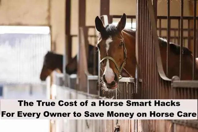 cost of horse ownership, horse care costs