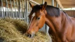 how much hay does a horse eat
