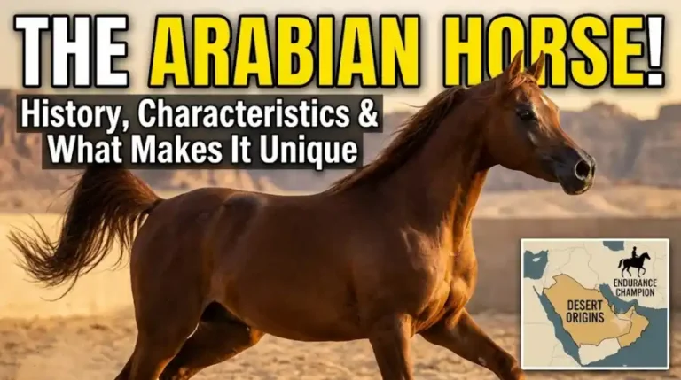 Arabian Horse
